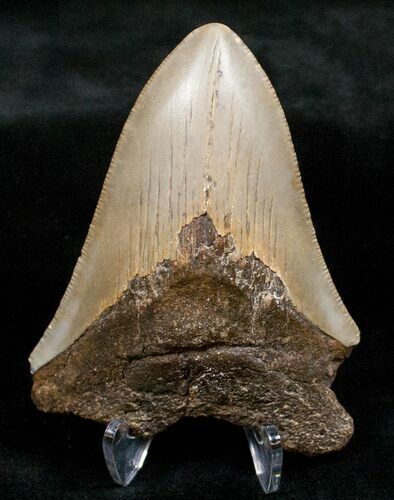 Bargain Megalodon Tooth - North Carolina #13617